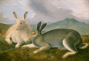 Arctische haas, ca. 1841