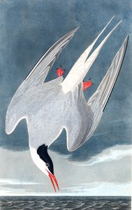 Noordse stern, Sterna Paradisaea, uit "The Birds of America" door John J. Audubon, uitgegeven 1827-38
