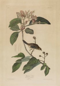  door John James Audubon