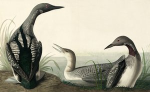 Zwartkeelduiker, Colymbus Arcticus, uit "The Birds of America" door John J. Audubon, pub. 1827-38