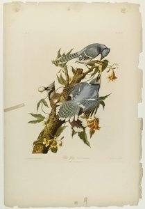 Blauwe Gaai, gedrukt door Julien Bien en uitgegeven door Roe Lockwood & Son, 1861 door John James Audubon