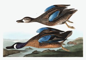Blauwvleugeltaling, Anas Discors, uit "The Birds of America" door John J. Audubon, pub. 1827-38