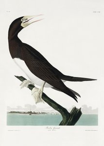  door John James Audubon
