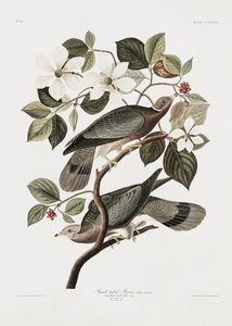  door John James Audubon
