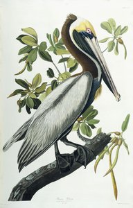 Bruine Pelikaan, 1835 door John James Audubon