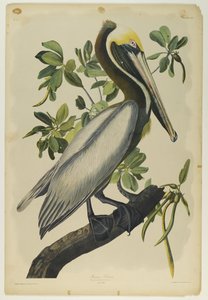 Bruine Pelikaan, gedrukt door Julien Bien en uitgegeven door Roe Lockwood & Son, 1861 door John James Audubon