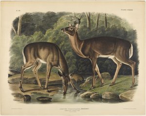  door John James Audubon