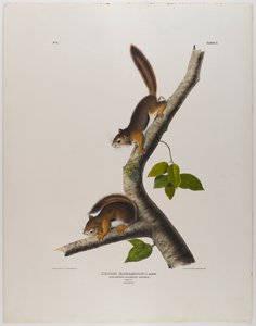Columbiaanse eekhoorn door John James Audubon