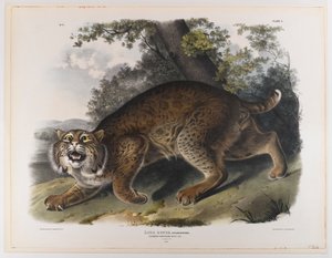 Gewone Amerikaanse wilde kat door John James Audubon