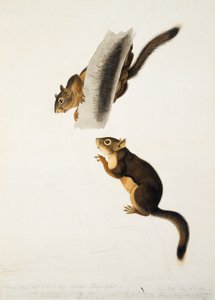 Douglas Eekhoorn, voor de folio De Levendbarende Zoogdieren van Noord-Amerika, gepubliceerd in 1845, c.1841-43