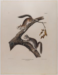 Donzige eekhoorn door John James Audubon