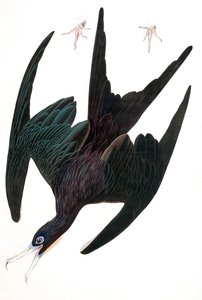 Fregat Pelikaan, Tachypetes Aquilis, uit 
