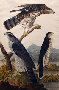 Havik, Stanley Hawk No. 29, 1830
