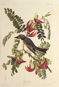 Grijze Tyran. Uit The Birds of America