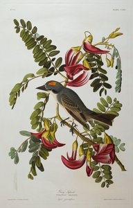 Grijze Tyran. Grijze Koningsvogel door John James Audubon