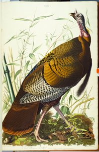 Grote Amerikaanse Beck mannetje. Wilde kalkoen door John James Audubon