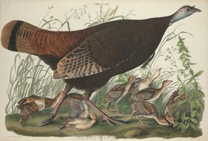 Grote Amerikaanse Hen en Jong, 1827 door John James Audubon