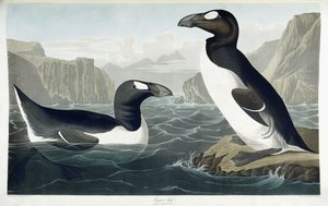 Grote alk, 1836 door John James Audubon