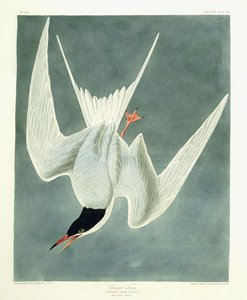 Grote Stern, Mannetje, Voorjaarskleed, 1836