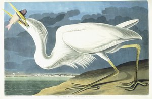 Grote witte reiger, volwassen mannetje, lentekleed, 1835