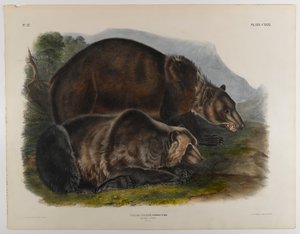 Grizzlybeer