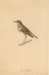 Hermit Thrush, 1820