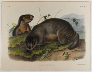 Grijze marmot