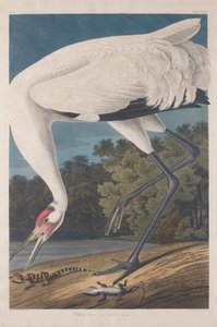 Hoepel Kraanvogel, 1834 door John James Audubon