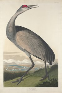 Hoepel Kraanvogel, 1835