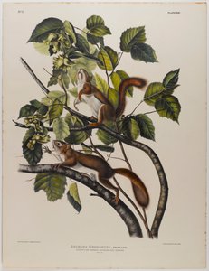 Hudsons Bay eekhoorn door John James Audubon