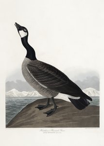  door John James Audubon