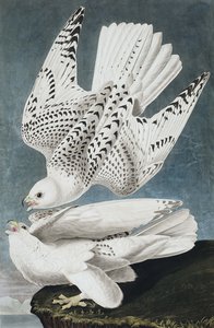 Jer of IJslandse Valk, Falco Islandicus, uit "The Birds of America" door John J. Audubon, pub. 1827-38