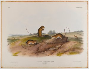 Springmuis