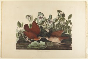  door John James Audubon