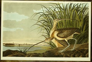 Mannelijke en Vrouwelijke Langsnavelwulp door John James Audubon