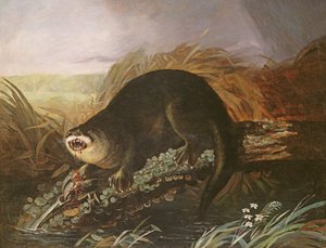 Otter gevangen in een val