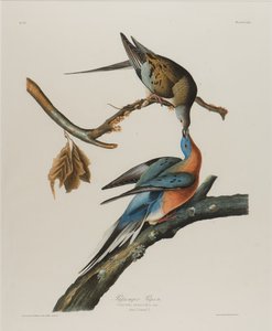 Passagiersduif, 1827-1838 door John James Audubon