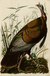 Plaat 1 van Birds of America met wilde kalkoen door John James Audubon