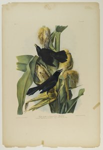 Purperen Grackle of Gewone Kraai Merel, gedrukt door Julien Bien en uitgegeven door Roe Lockwood & Son, 1861