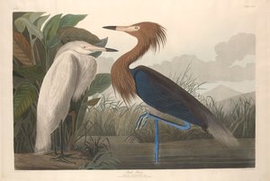 Purperreiger, 1835 door John James Audubon