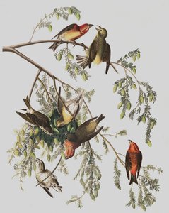 Rode Kruisbek, Loxia Curvirostra, uit "De Vogels van Amerika" door John J. Audubon, pub. 1827-38