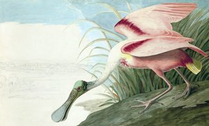 Rosse Lepelaar, Platalea Ajaja, uit "The Birds of America" door John J. Audubon, pub. 1827-38