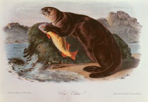 Zeeotter uit Quadrupeds of North America (1842-5) door John James Audubon
