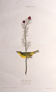Selbys Vliegenvanger. Uit The Birds of America door John James Audubon