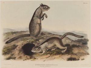 Spermophilus Douglassii (Twee Douglas-eekhoorns)