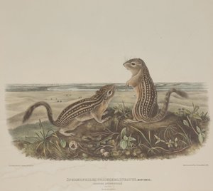 Spermophilus Tridecemlineatus (Twee luipaardeekhoorns)