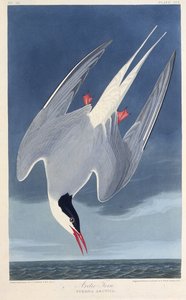 De Noordse stern. Uit The Birds of America, 1827-1838
