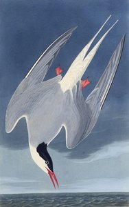 De Noordse stern. Uit The Birds of America