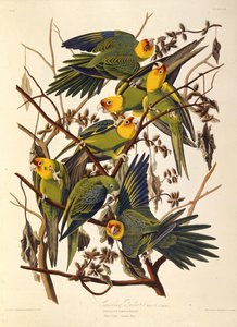 De Carolina parkiet, Uit The Birds of America, 1827-1838 door John James Audubon