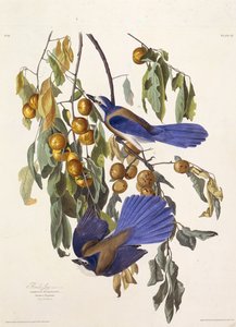 De Florida scrub jay. Uit The Birds of America, 1827-1838 door John James Audubon